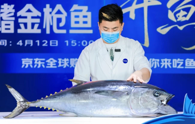 澳洲蓝鳍金枪鱼上架京东全球购，从捕捞到上桌最快48小时