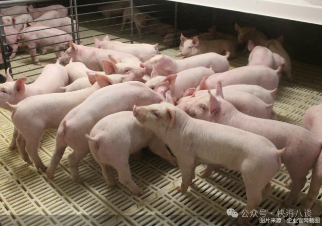 猪价创新低，牧原股份增收不增利