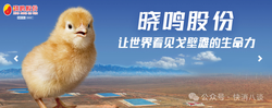 蛋鸡行情急转直下，晓鸣股份一季度由盈转亏