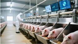 猪价创10年新低，猪肉股为何先涨