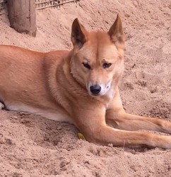 地球 OL 突发更新！澳大利亚惊现野生“大黄”，是生态奇迹还是隐藏副本？网友直呼离谱