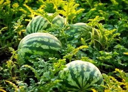 韩国四月突遭反常热浪袭击！气温飙升引爆夏季食品抢购潮，民众疯狂囤货应对酷暑考验