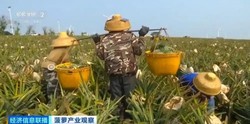 探秘“菠萝的海”致富密码：产业升级带动 15 万果农丰收增收，见证乡村振兴新黄金画卷