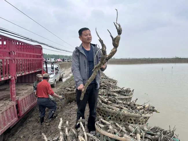 张海晖（右）查看即将栽种的“天成藕”藕苗。记者张衡 摄