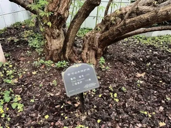 游侠网4