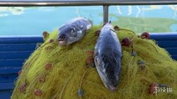 希腊政府重金悬赏剧毒怪鱼！每公斤奖励超 40 元，为何这种危险生物引发全民捕捉狂潮
