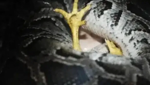 游侠网5