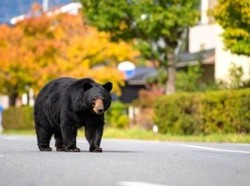 日本一黑熊游荡多日被捕！曾致大学停课、中小学闭校