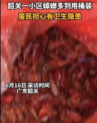 广东一小区蟑螂集体出没 清扫后的虫体多到用桶装