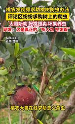商家晒桃子生虫意外引来爬虫爱好者！解锁全新副业