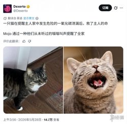 绝世好猫！美国夫妻靠猫咪及时发现一氧化碳泄漏被救