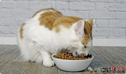 猫条猫粮接连被曝“投毒”：三聚氰胺、呕吐毒素、重金属，你家猫还在吃吗？