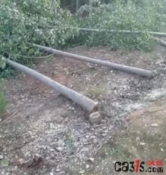 “退林还耕”老百姓买单，执法违法，强行砍伐村民合法承包地上的1400棵杨树，拖延将近一年没有解决