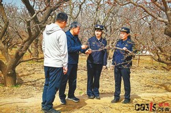 青岛市场监管人员深入杏园，提升“少山红杏”地理标志形象