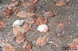 喂了几小时鸡苗全死了，背后竟是“毒饲料”陷阱