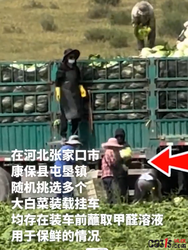 大白菜装车前蘸甲醛保鲜？张家口多部门已介入调查